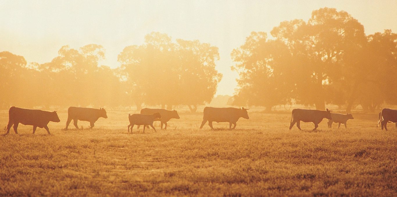 Free range cattle in field Free range cattle in field